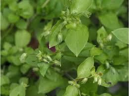 Attēlu rezultāti vaicājumam “Stellaria pallida”