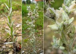 Attēlu rezultāti vaicājumam “Filago arvensis”