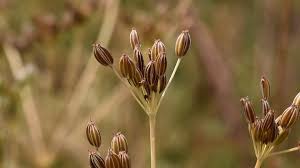 Image result for Kümmel