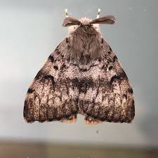 Attēlu rezultāti vaicājumam “Lymantriidae”