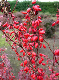Attēlu rezultāti vaicājumam “Berberis thunbergii flower”
