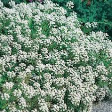 Image result for Alyssum diffusum