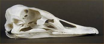 Attēlu rezultāti vaicājumam “Cygnus atratus”