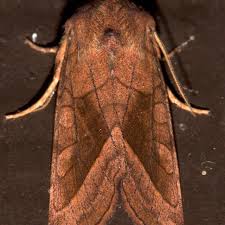 Attēlu rezultāti vaicājumam “Hydraecia micacea”