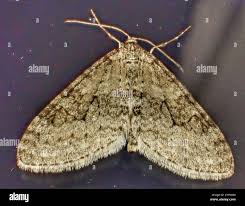 Attēlu rezultāti vaicājumam “Trichopteryx carpinata”