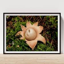 Attēlu rezultāti vaicājumam “Geastrum rufescens”