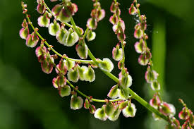 Attēlu rezultāti vaicājumam “Rumex acetosa fruit”