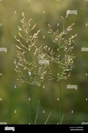 Attēlu rezultāti vaicājumam “Agrostis stolonifera”