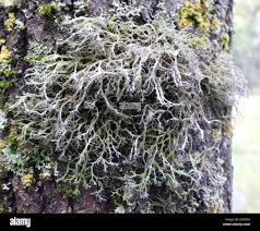 Attēlu rezultāti vaicājumam “Anaptychia ciliaris”