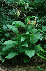 Attēlu rezultāti vaicājumam “Cypripedium calceolus leaf”