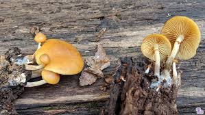 Attēlu rezultāti vaicājumam “Galerina marginata”