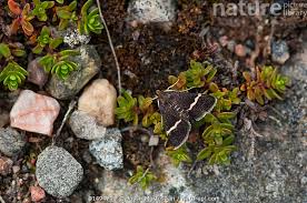 Attēlu rezultāti vaicājumam “Pyrausta cingulata”