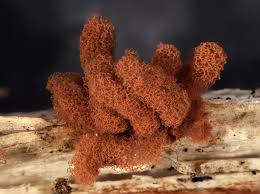 Attēlu rezultāti vaicājumam “Arcyria incarnata”