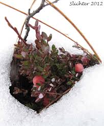 Attēlu rezultāti vaicājumam “Oxycoccus microcarpus leaf”