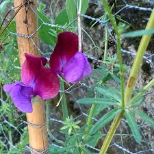 Image result for Lathyrus odoratus