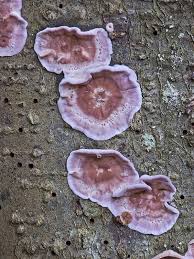 Attēlu rezultāti vaicājumam “Chondrostereum purpureum”