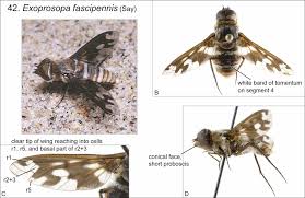 Attēlu rezultāti vaicājumam “Exoprosopa capucina”
