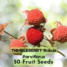 Attēlu rezultāti vaicājumam “Rubus parviflorus fruit”