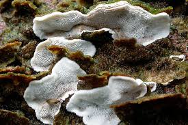 Attēlu rezultāti vaicājumam “Skeletocutis carneogrisea”