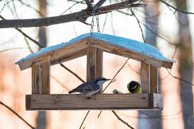 Attēlu rezultāti vaicājumam “Sitta europaea nest”