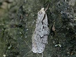 Attēlu rezultāti vaicājumam “Semioscopis avellanella imago”