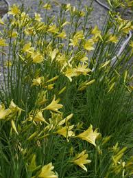 Attēlu rezultāti vaicājumam “Hemerocallis lilioasphodelus”