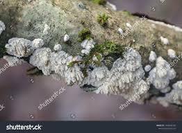 Attēlu rezultāti vaicājumam “Basidioradulum radula”