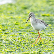 Image result for Tringa erythropus