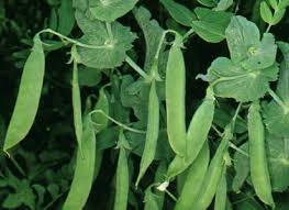 Attēlu rezultāti vaicājumam “Pisum sativum fruit”