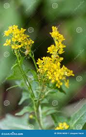 Attēlu rezultāti vaicājumam “Sisymbrium volgense flower”