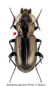 Attēlu rezultāti vaicājumam “Notiophilus germinyi”