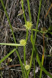 Attēlu rezultāti vaicājumam “Sparganiaceae”