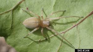 Attēlu rezultāti vaicājumam “Cheiracanthium sp. male”