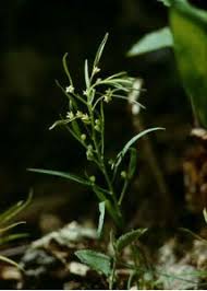 Attēlu rezultāti vaicājumam “Thesium ebracteatum leaf”