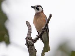 Attēlu rezultāti vaicājumam “Garrulus glandarius adult”