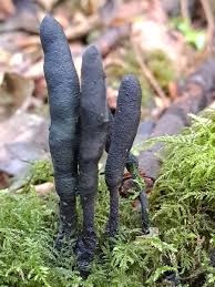 Attēlu rezultāti vaicājumam “Xylaria”