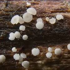 Attēlu rezultāti vaicājumam “Lachnum corticale”