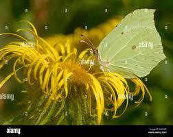 Attēlu rezultāti vaicājumam “Gonepteryx rhamni male”