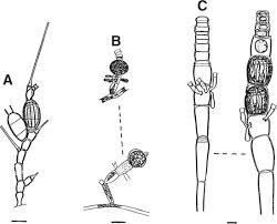 Attēlu rezultāti vaicājumam “Lemanea fluviatilis”