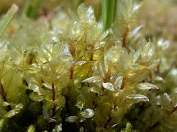 Attēlu rezultāti vaicājumam “Cinclidium stygium”