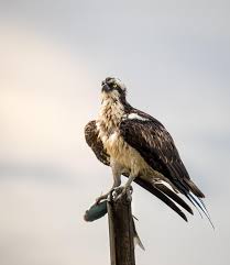 Attēlu rezultāti vaicājumam “Pandion haliaetus”