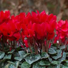 Image result for Cyclamen persicum