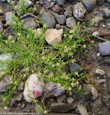 Attēlu rezultāti vaicājumam “Sagina procumbens fruit”
