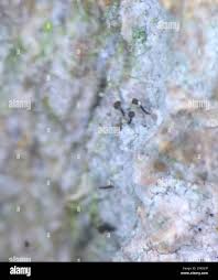 Attēlu rezultāti vaicājumam “Chaenotheca trichialis”