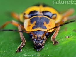 Attēlu rezultāti vaicājumam “Cantharidae”