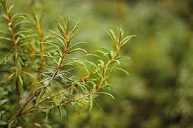 Attēlu rezultāti vaicājumam “Ledum palustre leaf”