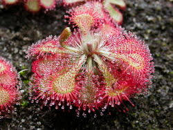 Attēlu rezultāti vaicājumam “Drosera x obovata leaf”