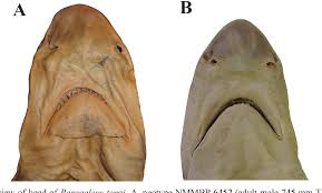 Image result for Paragaleus pectoralis