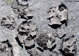 Attēlu rezultāti vaicājumam “Chaenotheca laevigata”