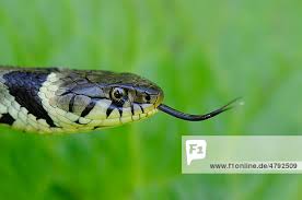 Attēlu rezultāti vaicājumam “Natrix natrix adult”